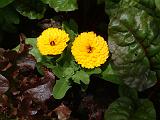 Calendulas with vegies 